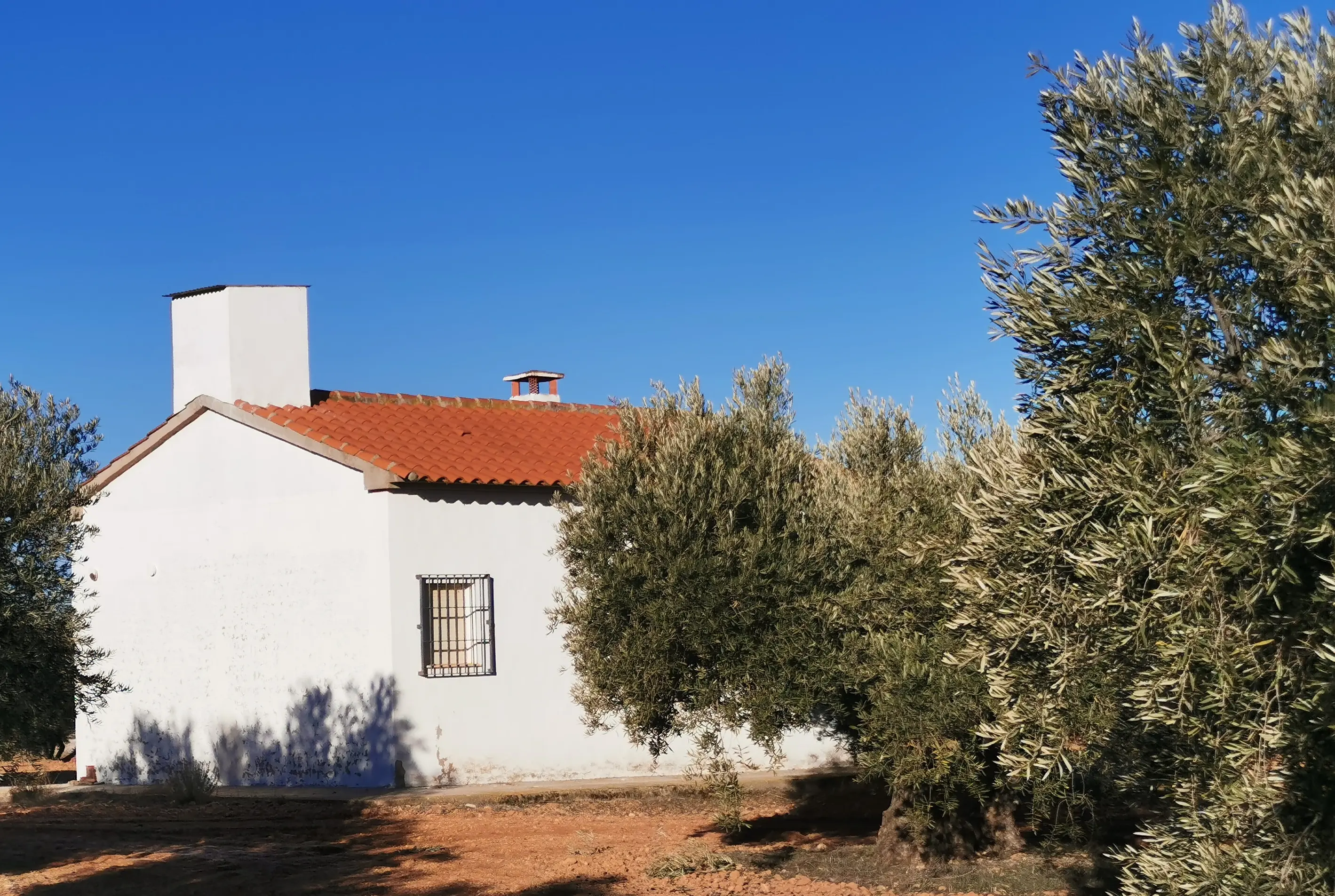 Olivar familiar ÓLEO